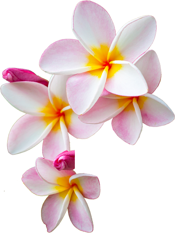 Resultado De Imagen Moana - Png Moana (601x801), Png Download