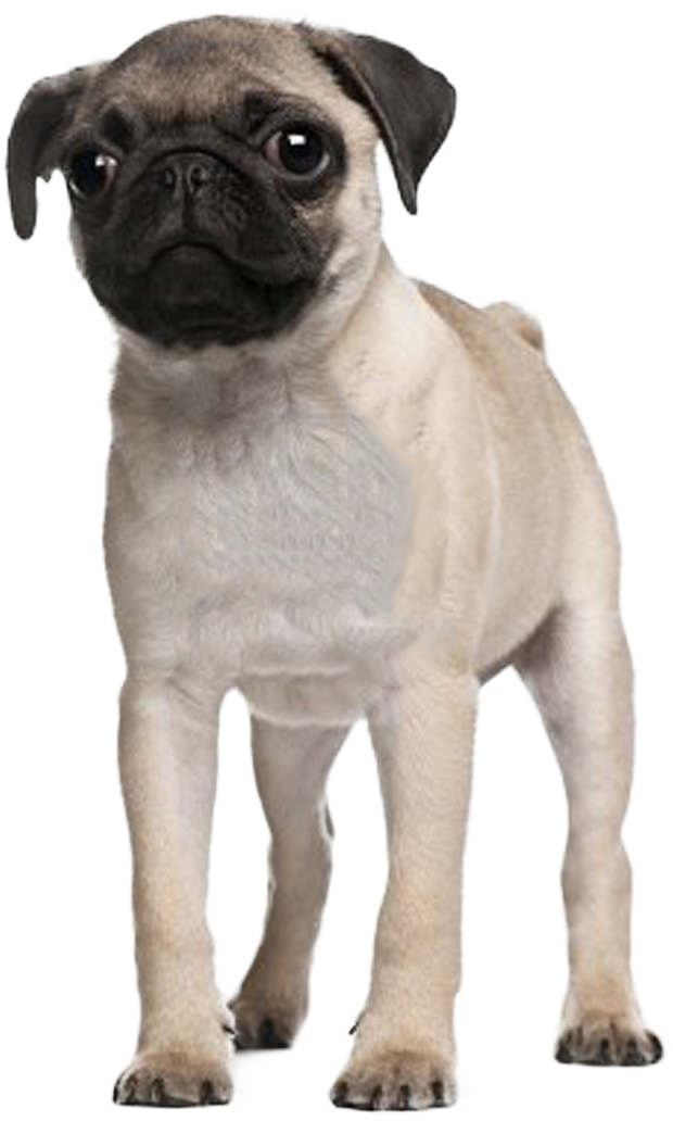 Pug Puppy - 3 Months Old Pug (792x1089), Png Download