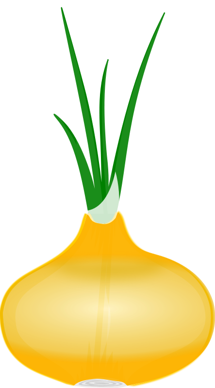 Fruits & Vegetables Clipart Onion - Onion Clip Art (443x800), Png Download