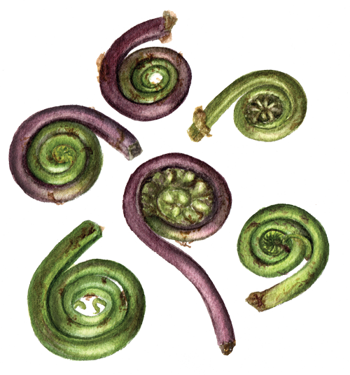Download Fiddleheads Fiddlehead Fern Full Size PNG Image PNGkit