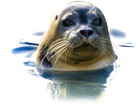 Download Seal In Water Png Image - Crocodile In Water Png (500x407), Png Download
