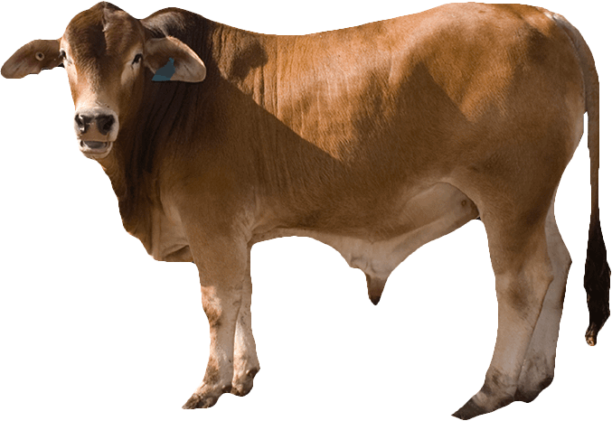 Cow Png - Bull Cow Png (677x466), Png Download