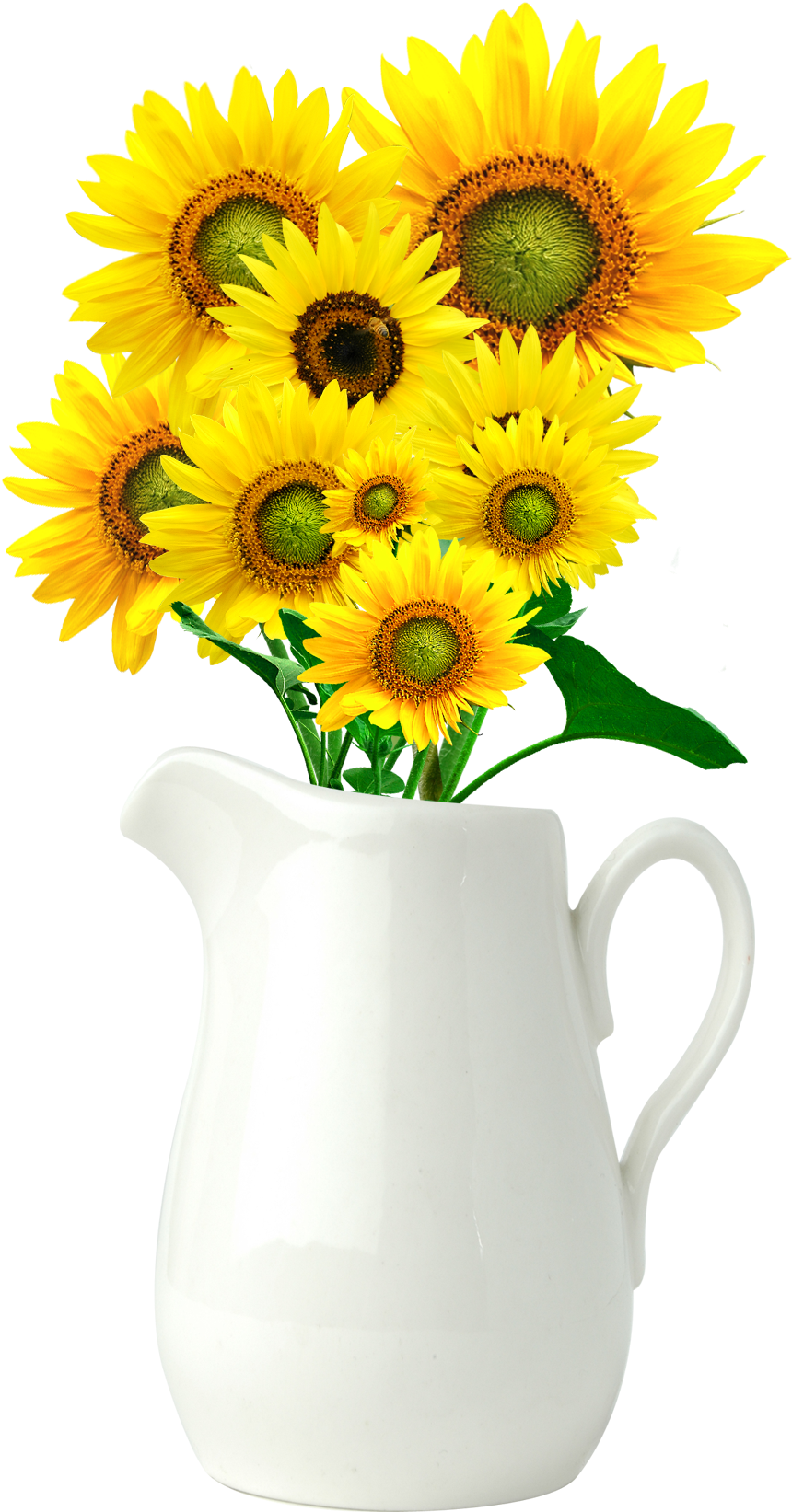 Download Common Sunflower Vase Sun Flower Vase Vector Full Size PNG Image PNGkit