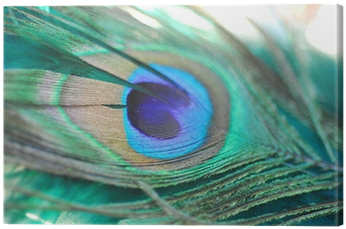 Single Peacock Feathers With Flute Png Download - Feather (400x400), Png Download
