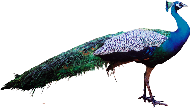 Peacock Stock Png Transparent - Peacock In Psd (1024x768), Png Download