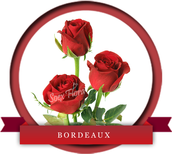 Dark Red Premium Variety Bordeaux Is A Big Headed Noble - Floribunda (600x600), Png Download