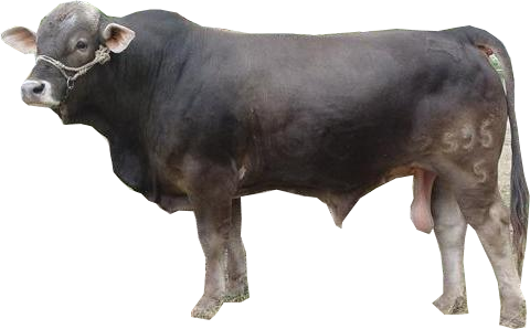 Toro - Toro Png (480x298), Png Download
