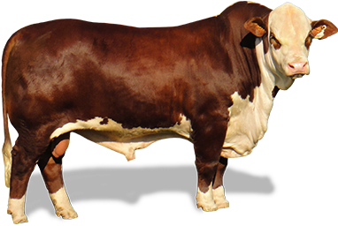 Información General - Vaca De Engorde Png (430x451), Png Download
