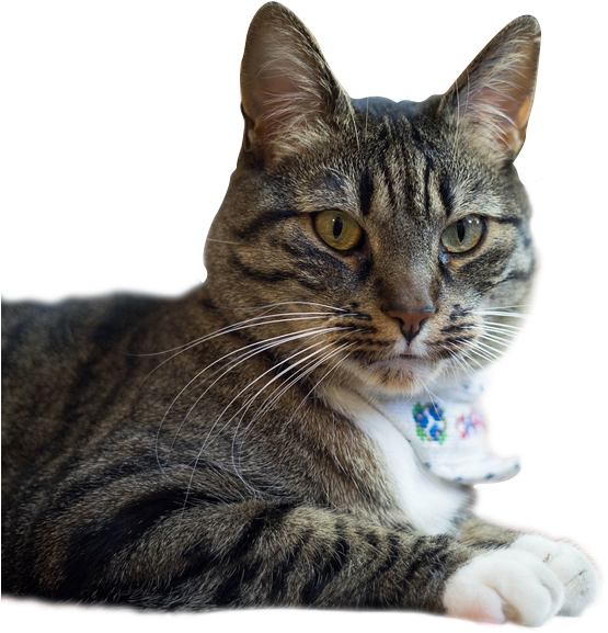 Bel Aire Pet Clinic - Cat (600x600), Png Download