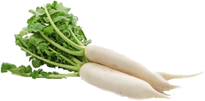 Notice - - Radish Vegetables (442x300), Png Download