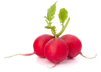 Potato And Radish Salad - Ravanelli Png (450x300), Png Download
