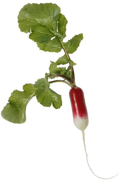 Radish Png Transparent Image - Snow Peas (600x600), Png Download