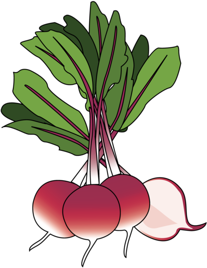 Radish (1024x668), Png Download