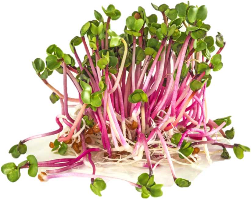 Organic Radish Sprouts - Radieschensprossen (851x683), Png Download