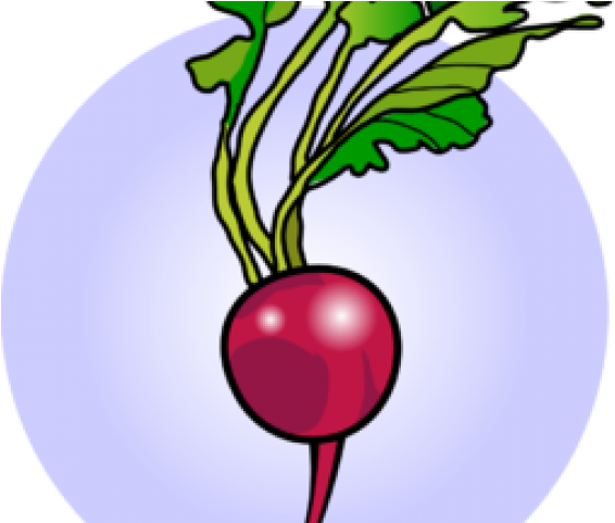 Radish (640x480), Png Download