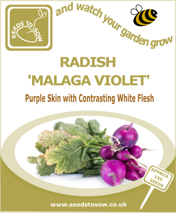 Radish Malaga Violet - Broccoli Purple Sprouting Early (346x417), Png Download