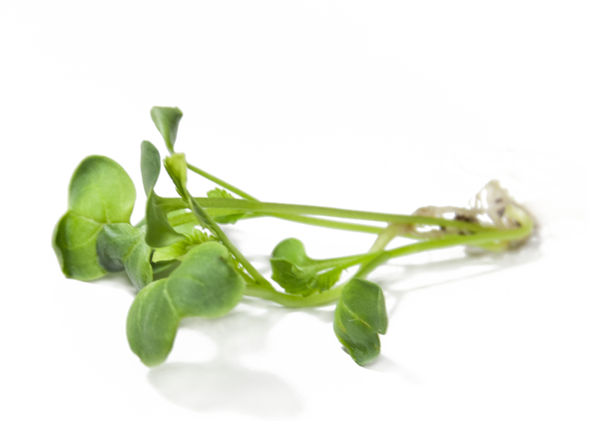 Radish Sprouts - Radish (827x591), Png Download