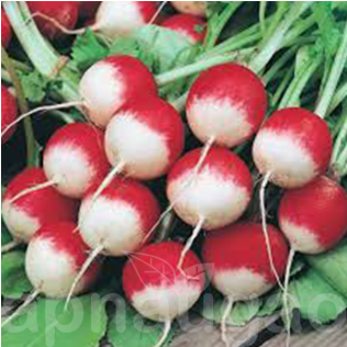 Mr Fothergill's Radish Poloneza Seeds (600x315), Png Download