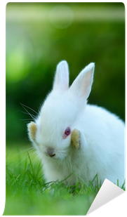 Funny Baby White Rabbit In Grass Wall Mural • Pixers® - Angora Rabbit (400x400), Png Download