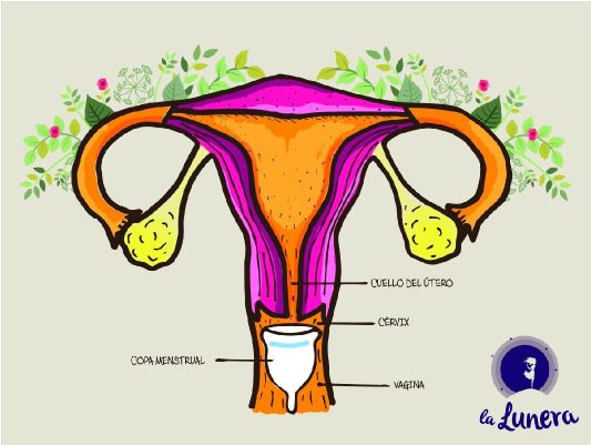 ¿cómo Funcionan Y Se Usan Las Copas Menstruales - Utero Copa Menstrual (750x400), Png Download