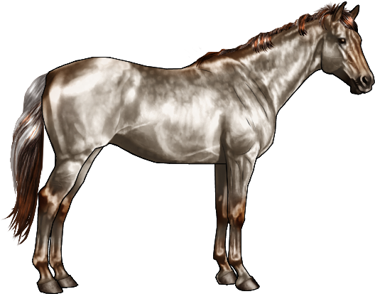 Later On In The Greying Out Phase Of A Chestnut Horse - Black And Grey Horse (600x500), Png Download