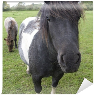 Horse (400x400), Png Download
