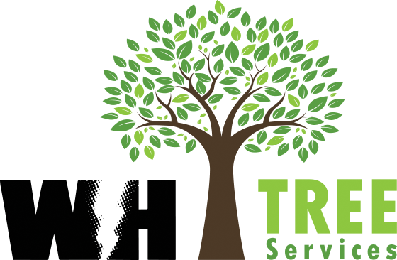 Keep Your Landscape Looking Beautiful With Professional - Trimming Trees Logo (560x366), Png Download