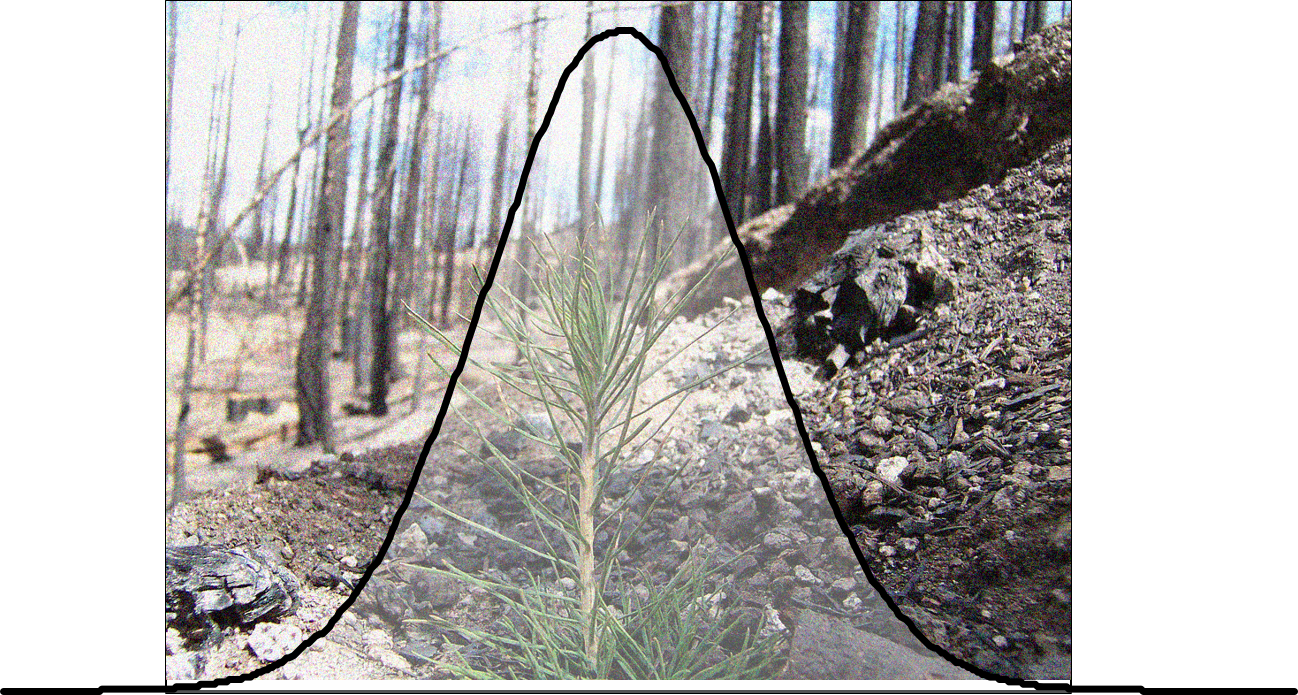 Pond Pine (1298x695), Png Download