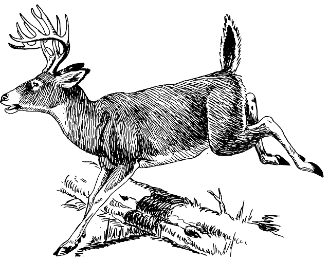 Deer, Log, Jumping, Over, Leaping, Animal, Mammal - Whitetail Deer Line Art (640x508), Png Download