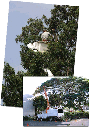 Aerial Bucket Clearing Land Clearance Locally Owned - Tree Trimming (328x459), Png Download