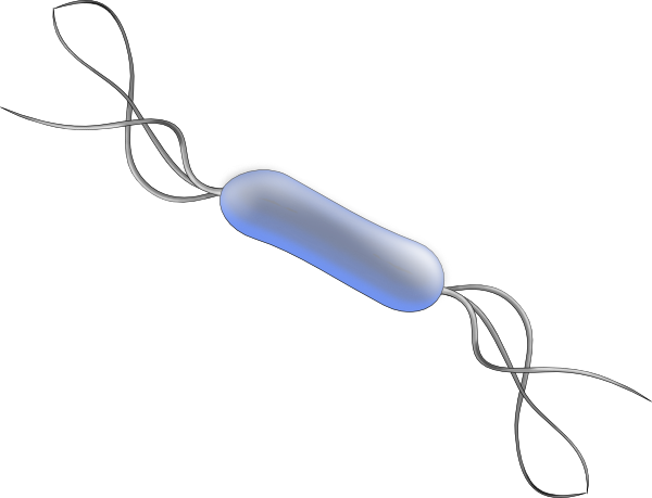 Bacteria Png - Listeria Clipart (600x459), Png Download