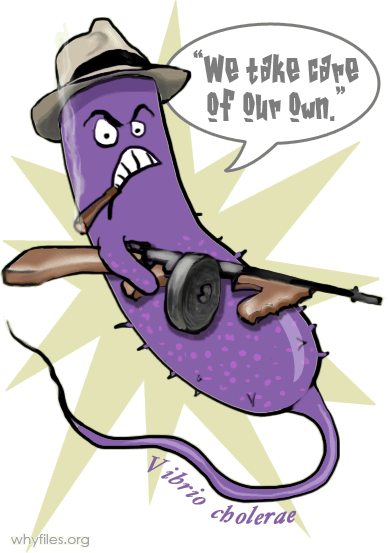 Social Critters The Why Files Vibrio As - Cartoon (388x553), Png Download