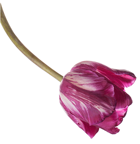 Flower Arrangements For Any Occasion - Milwaukee (464x472), Png Download