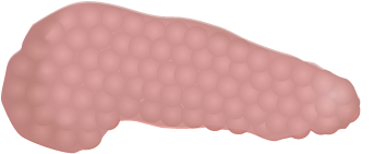 201405 Pancreas - Pancreas En Png (400x400), Png Download