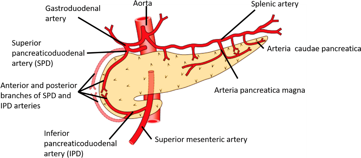 Pancreas Blood Supply - Pancreas (1238x558), Png Download