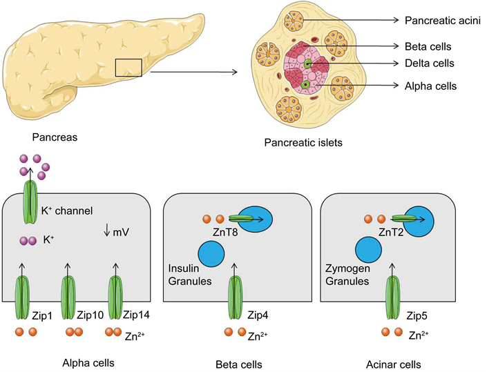 Role Of Zn Transporter Proteins In Pancreas - Proteins In Pancreas (903x538), Png Download