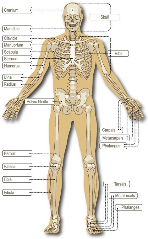 The Adult Human Skeleton Comprises 206 Connected Bones - Bones On Skeleton (477x771), Png Download