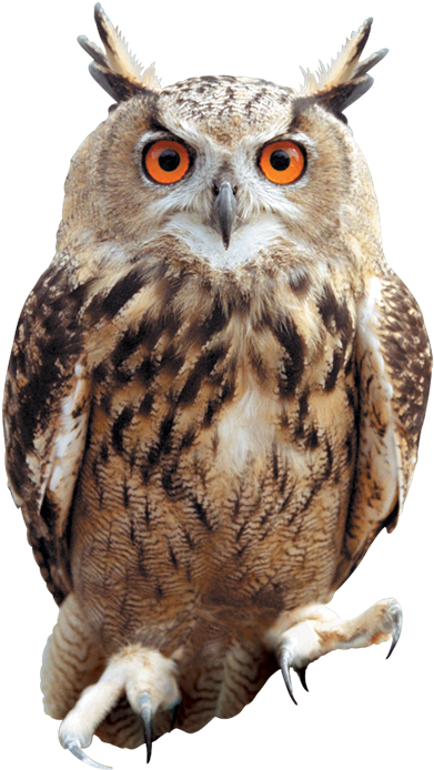 Clip Arts Related To - Owl Png (456x768), Png Download
