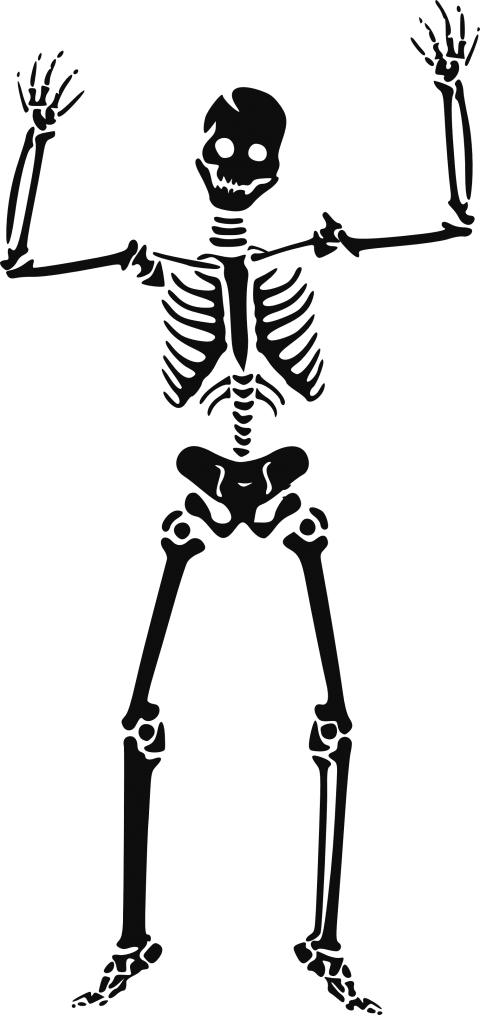 Free Png Skeleton, Skull Png Images Transparent - Skeleton Clipart (480x1015), Png Download