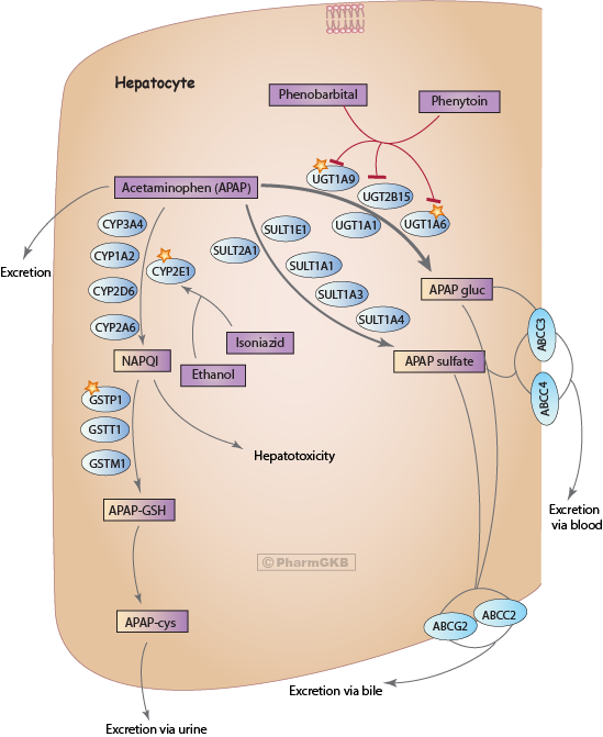 Acetaminophen Pathway , Pharmacokinetics Diagram - Dose (549x671), Png Download