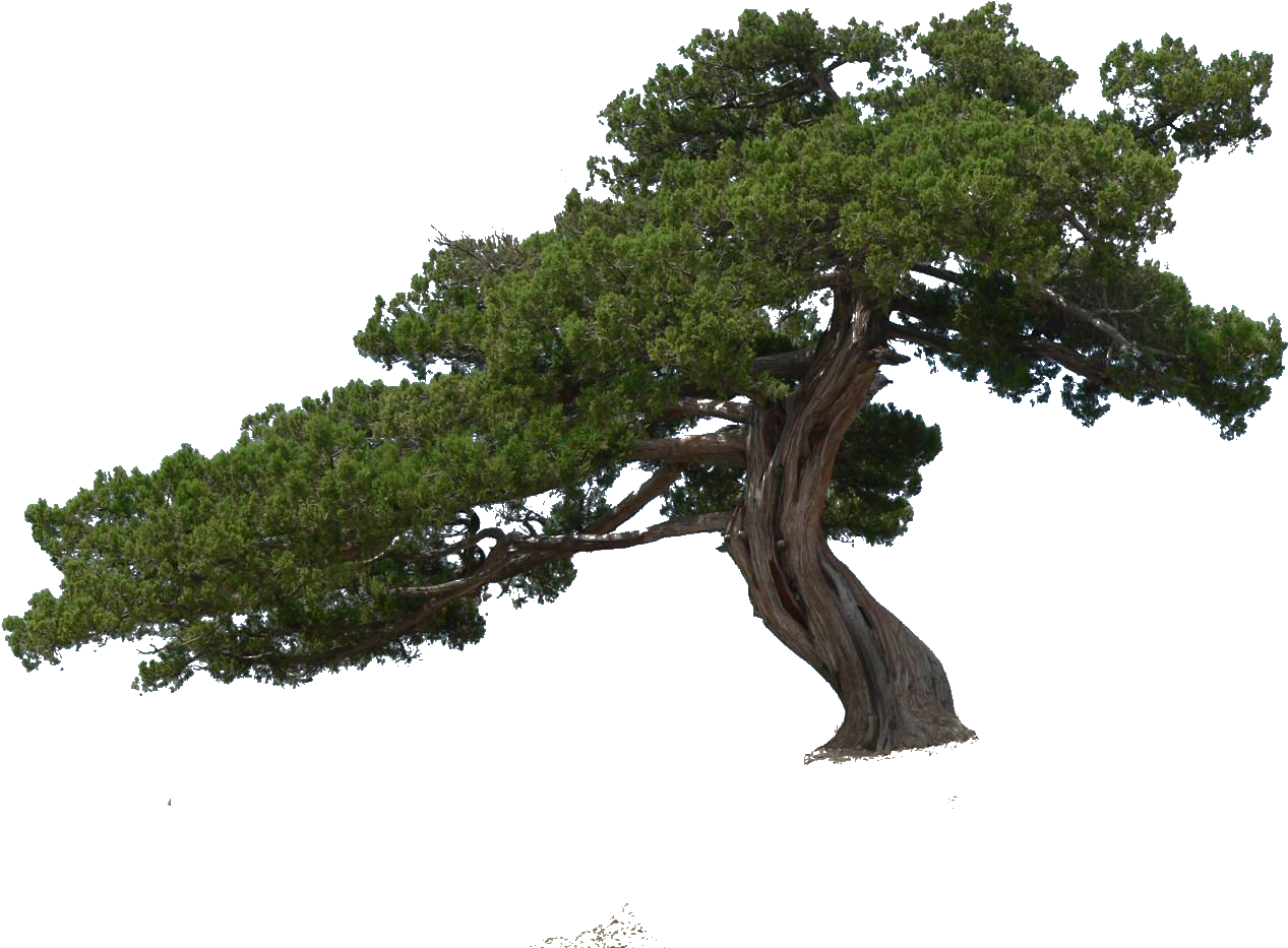 Png Cutout Tree - Pond Pine (1500x1125), Png Download