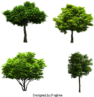 Eucalyptus Banyan Image Material, Eucalyptus, Trees, - Tree (360x360), Png Download