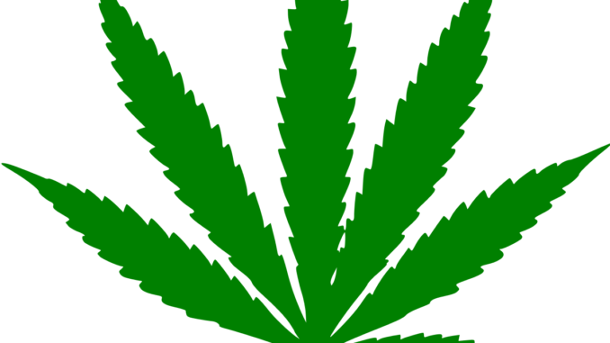 Weed Plant Black And White (678x381), Png Download