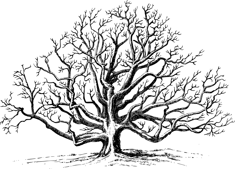 Black Walnut Tree Drawing (800x577), Png Download