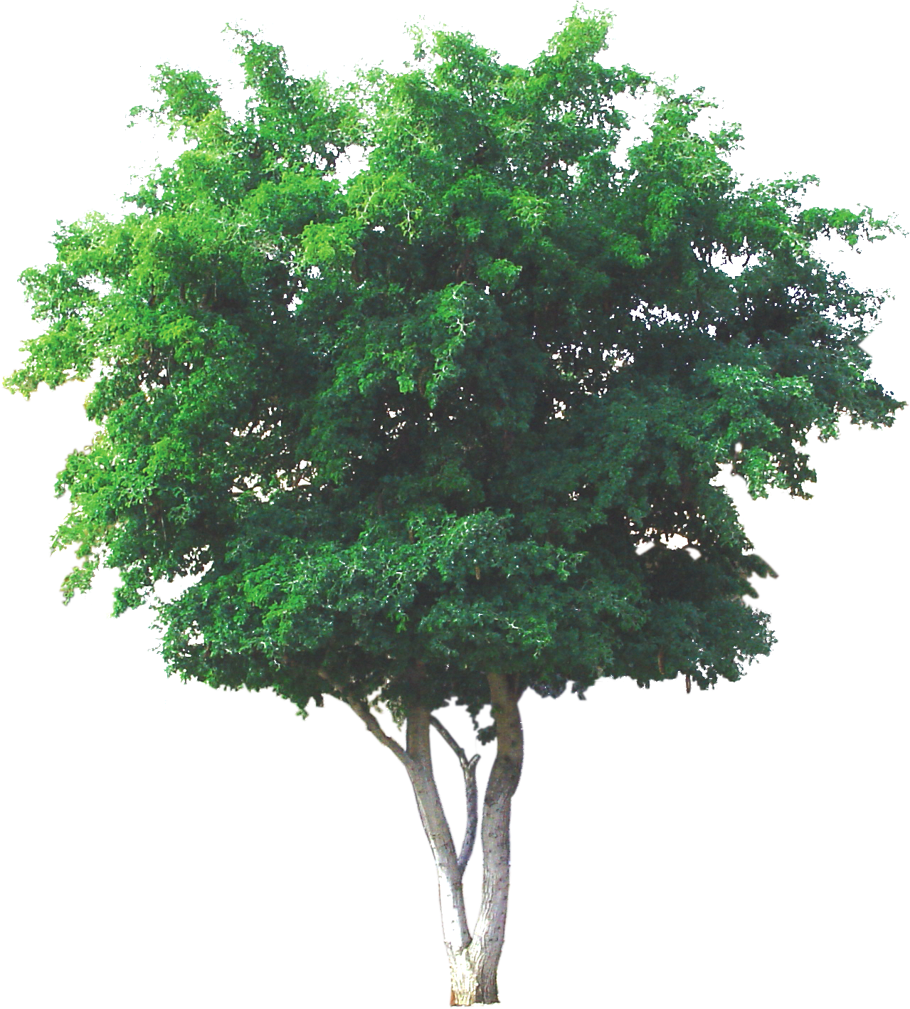 Texas Ebony - Texas Ebony Tree (1295x1417), Png Download