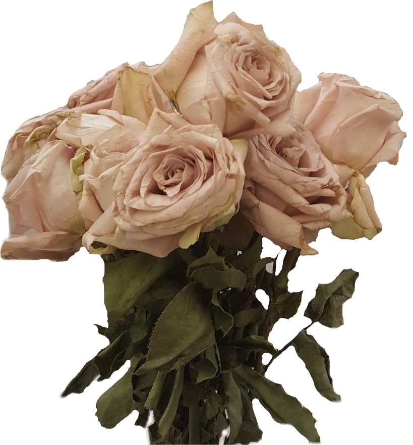 Dead Flowers Dead Flowers Freetoedit - Dead Roses (819x882), Png Download
