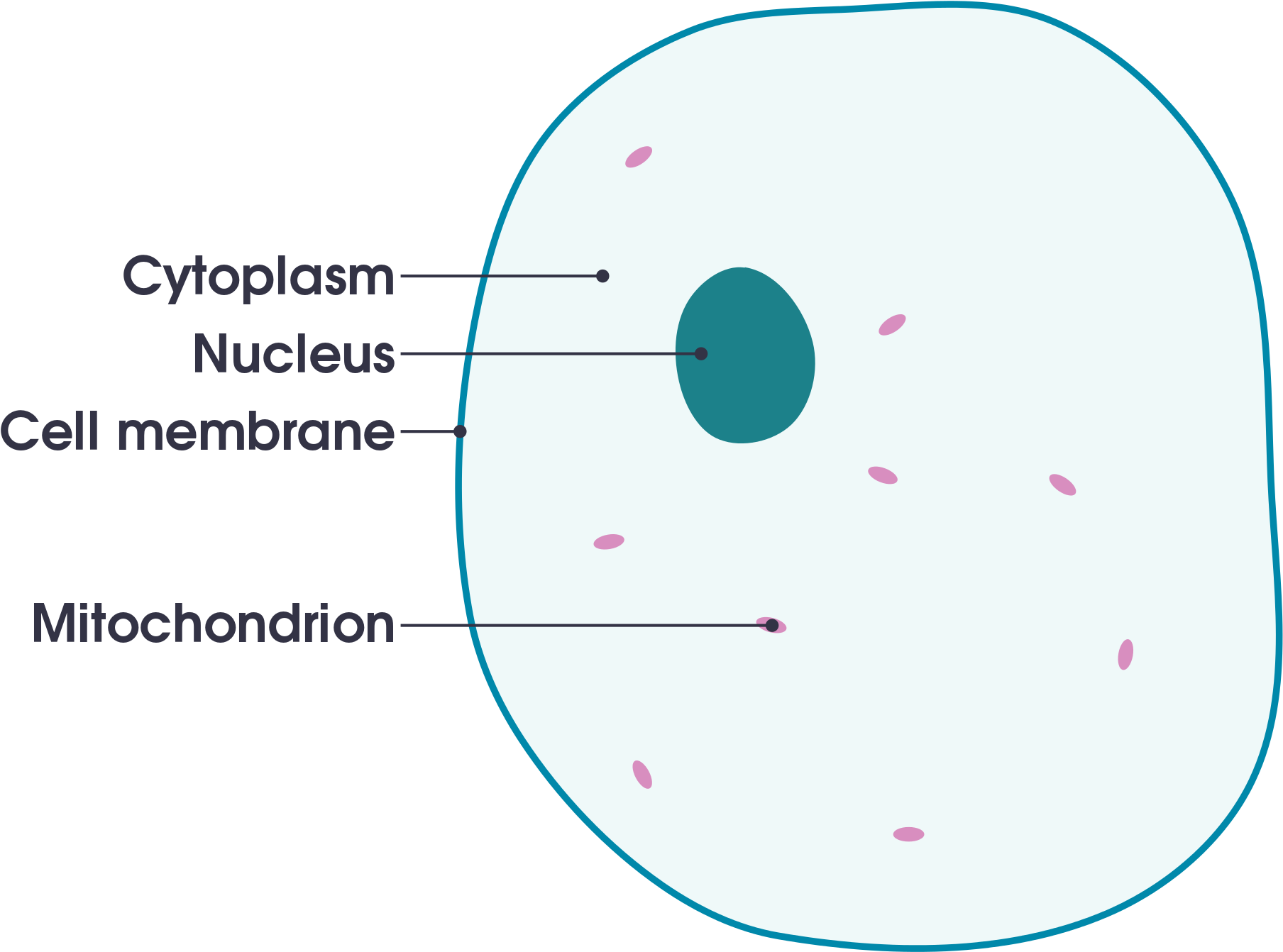 Labeled Animal Cell Diagram All For One