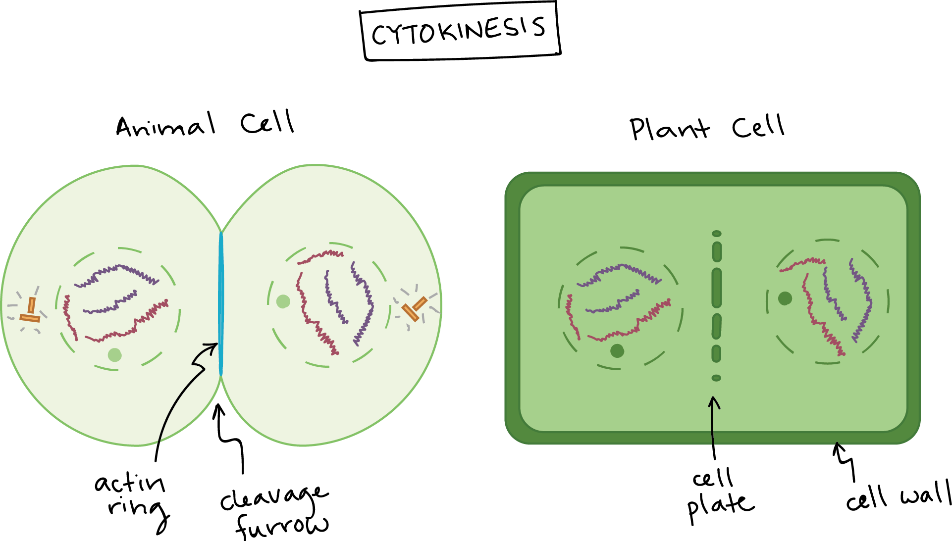 Phases Of Mitosis - Cytokineza U Roślin I Zwierząt (1922x1093), Png Download