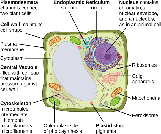 The Central Vacuole - Does The Cell Wall Do (544x459), Png Download