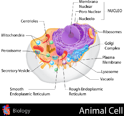 Ribosomas De La Celula (426x399), Png Download